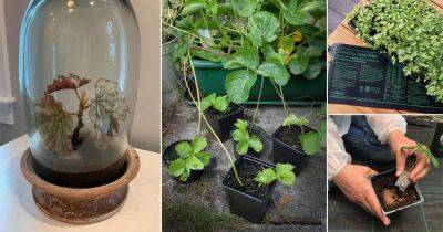 11 Tricks to Propagate Plants Successfully in Fall and Winter - balconygardenweb.com
