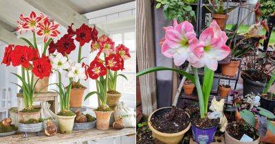 Amaryllis Flower Meaning and Symbolism - balconygardenweb.com - China - South Africa - Greece - Japan