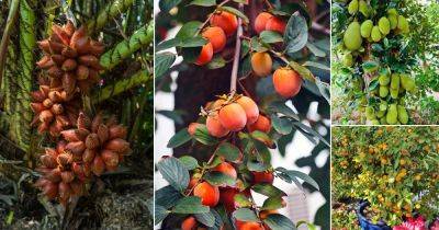 32 Best Asian Fruits You Must Try - balconygardenweb.com - China - Japan