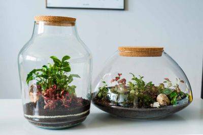 How to Make a Mini Ecosystem, PlantTok's Longest-Running Trend - thespruce.com