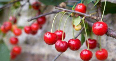 How to Grow Cherries - gardenersworld.com - Britain