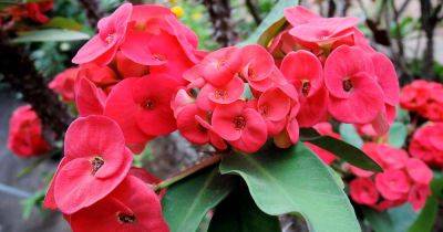 How to Grow and Care for Crown of Thorns - gardenerspath.com