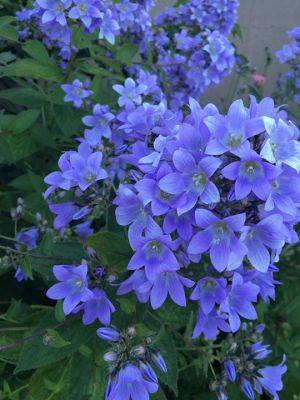 15 of the Best Smelling and Fragrant flowers - backyardgardener.com