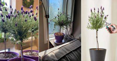 How to Grow a Lavender As a Tree - balconygardenweb.com - Britain