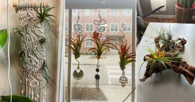 20 Air Plant Decor Ideas to Display Them in Style - balconygardenweb.com