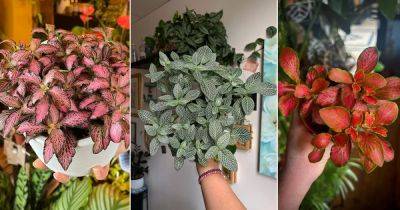 6 Tricks to Grow Bushier, Bigger and Colorful Nerve Plants - balconygardenweb.com