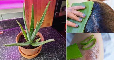 32 Fascinating Things Everyone with an Aloe Plant Needs to Know - balconygardenweb.com