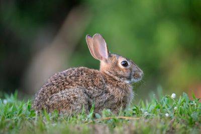 Deterring rabbits from your garden and protecting vulnerable plants - theenglishgarden.co.uk