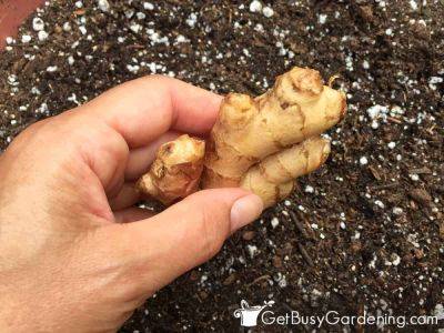 How & When To Plant Ginger Root - getbusygardening.com