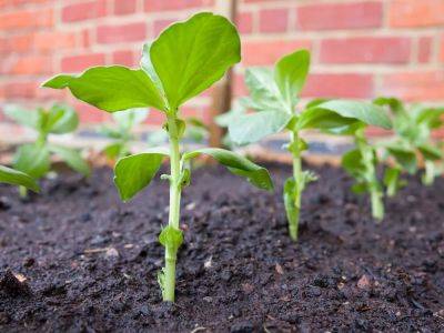 Sourcing seeds for vegetable varieties - theprovince.com