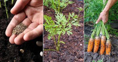 Different Carrot Growth Stages Explained - balconygardenweb.com
