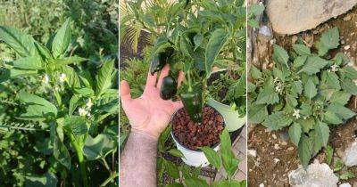 8 Weeds That Look Like Pepper Plants - balconygardenweb.com - Usa - Canada - South Africa - Australia