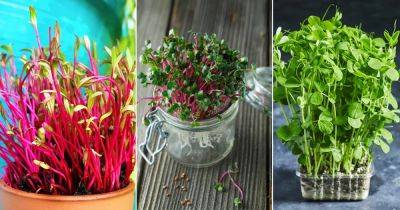 11 Fast Growing Microgreens that are Ready for Harvest within Weeks - balconygardenweb.com