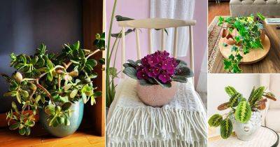 24 Best Indoor Plants for Gifting - balconygardenweb.com - Usa