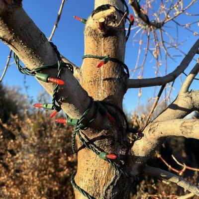 With Winter Pruning on the Mind, Avoid Cutting on These Woody Plants - finegardening.com