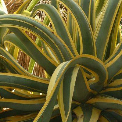 The Best Variegated Agaves for the Southwest - finegardening.com - state Arizona
