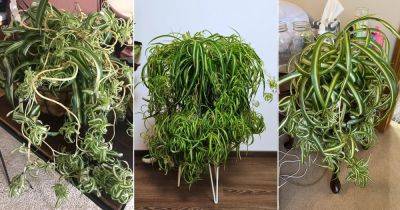 How to Make Your Spider Plants Curly and Full - balconygardenweb.com