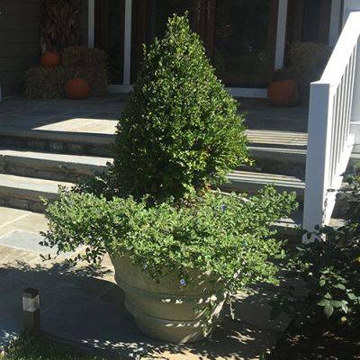The Best Dwarf Evergreens for Winter Containers - finegardening.com