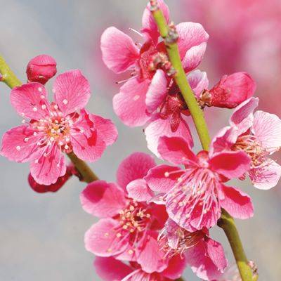 9 Fantastic Flowering Trees - finegardening.com - China - state Maryland