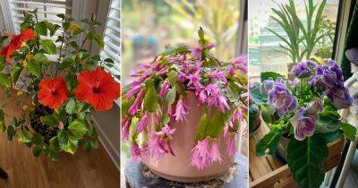 12 Indoor Plants That Bloom According to 12 Months - balconygardenweb.com
