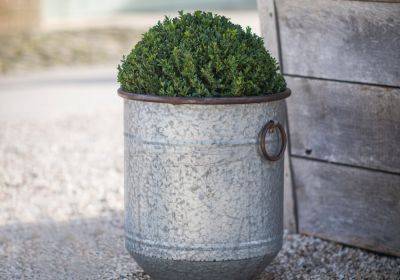Shopping for gardeners: Containers - theenglishgarden.co.uk