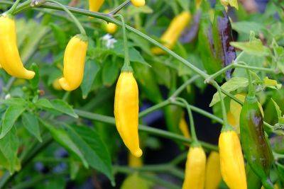 Give chillies an early start - theenglishgarden.co.uk