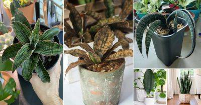 13 Rare Snake Plant Varieties - balconygardenweb.com - city Sansevieria