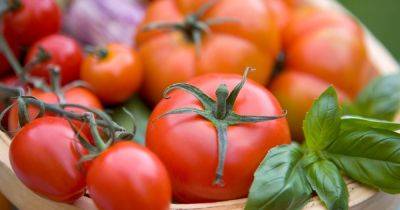 How to grow your best-ever crop of tomatoes - gardenersworld.com
