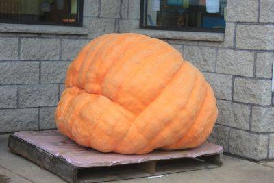 1000 Pound Pumpkin or a Pie - backyardgardener.com - New York