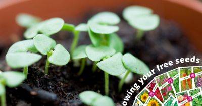 Free veg seeds 2024 – February - gardenersworld.com