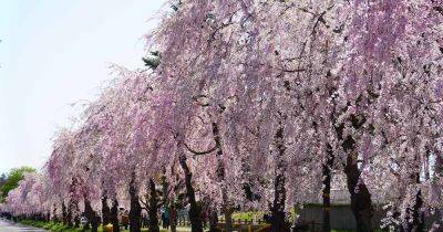How to Grow and Care for Weeping Cherry Trees - gardenerspath.com - China - Japan