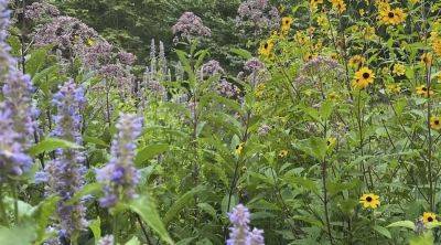 Is your landscape ‘undergrown’? with nancy lawson - awaytogarden.com - Usa - state Maryland