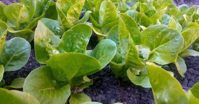 How to Plant and Grow ‘Winter Density’ Lettuce - gardenerspath.com - France