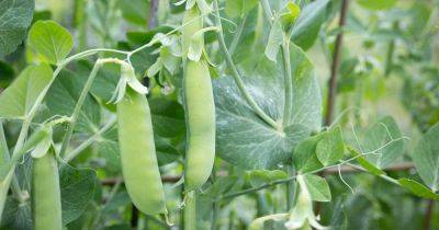 How to Plant and Grow ‘Sugar Daddy’ Peas - gardenerspath.com - county Valley