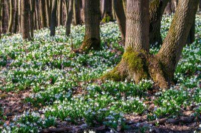 Best places to see snowdrops - theenglishgarden.co.uk