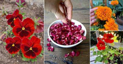 Eat Your Flowers | 10 Edible Flowers for Nutritional Benefits - balconygardenweb.com