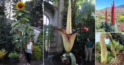 8 Longest and Tallest Flower Names in the World - balconygardenweb.com - India - Peru - Bolivia