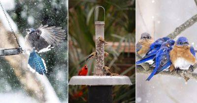 5 Best Ways to Protect Birds in Winter - balconygardenweb.com