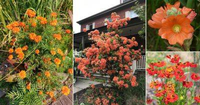 32 Best Orange Wildflowers You Can Grow in Your Yard - balconygardenweb.com - Usa - state California - state Michigan