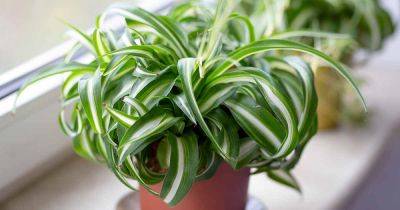 5 Spider Plant Diseases and Disorders and How to Solve Them - gardenerspath.com