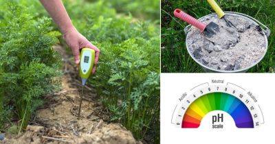 How to Change Your Soil pH? - balconygardenweb.com