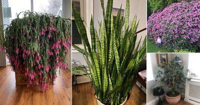 Have a Look at These 100 Years Old Indoor Plants! - balconygardenweb.com - county Garden
