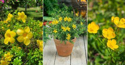 9 Yellow Flowers With Five Petals - balconygardenweb.com