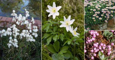 17 Stunning Irish Flowers for Gardens and Homes - balconygardenweb.com - Ireland - state Oregon
