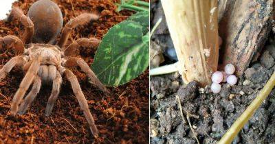 What To Do If You Find Spider Eggs in Plant Soil - balconygardenweb.com