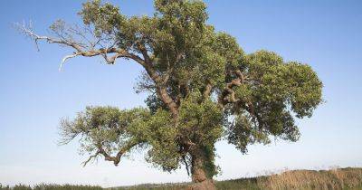 Complete Guide to Black Poplar Trees - gardenersworld.com - Britain