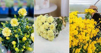 Yellow Carnation Flower Meaning and Symbolism: Why It's Negative - balconygardenweb.com
