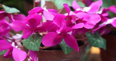 Reasons and Fixes for Drooping, Wilting Cyclamen Plants - gardenerspath.com - Usa - Canada - region Mediterranean