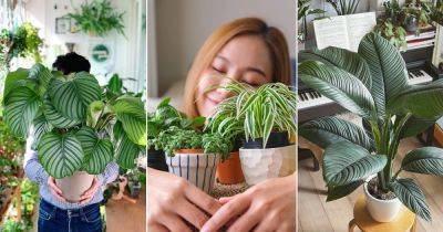 9 Indoor Plants You Can Hug for Positive Energy - balconygardenweb.com - Japan