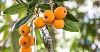 How To Grow And Care For A Loquat Tree - gardenersworld.com - China - Japan